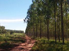 Propiedad Reforestada