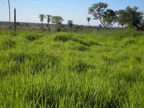 Hermoso Establecimiento Para Agricultura O Ganaderia Zonasantani