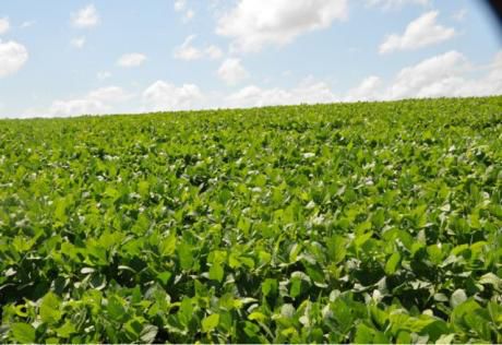 Oferta Tierra De Primera En Alto Parana 5.900 Dls/ha