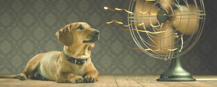 ¿Verano en casa? Cómo ganarle al calor