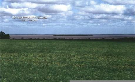 Campo - Carmelo