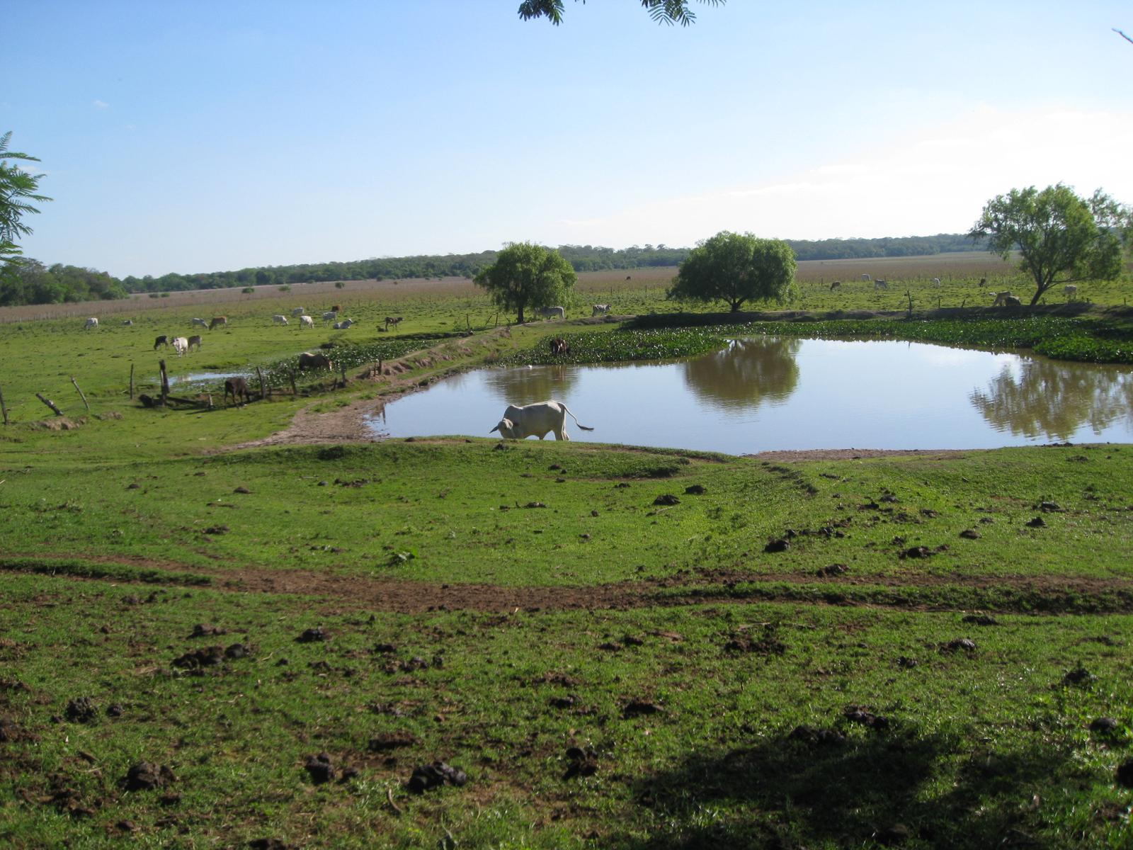 Campo en venta 54,2 ha en Tobatí Cordillera — foto 3