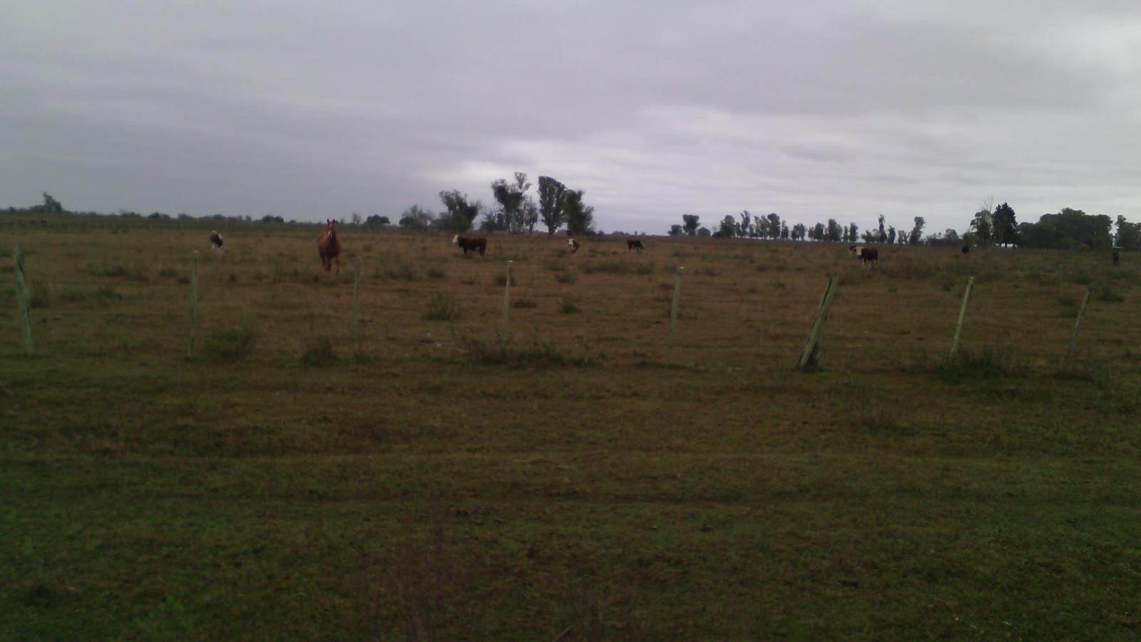 Campo en Salto - foto 4